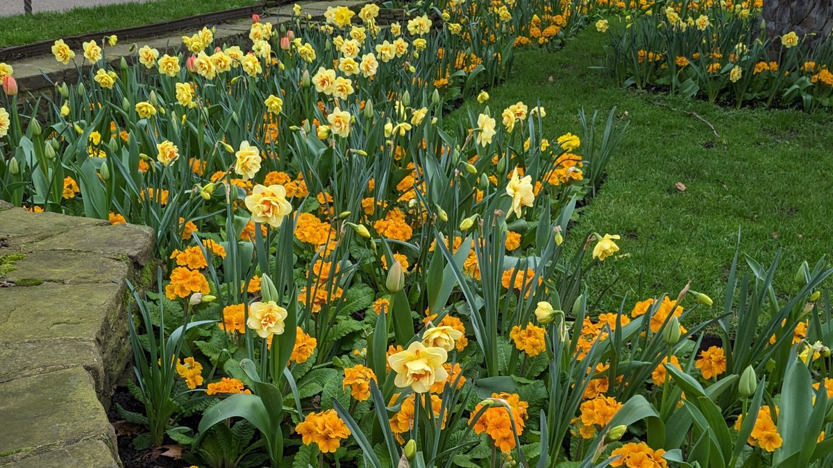 Enjoying beautiful blooms in the Embankment Gardens on my morning walk to Parliament for #PairingScheme24 On the cards today are some meetings through Lord Fox's office, a couple of Select Committees and hopefully PMQs!