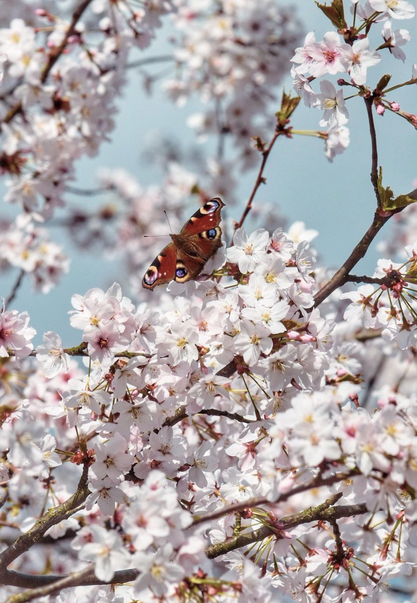 Fijne woensdag 🌸🦋🌸
