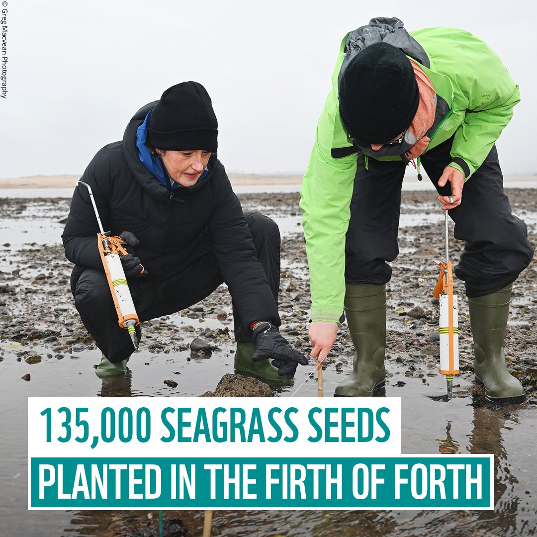 Incredible news from Scotland! 🌱 As part of the #RestorationForth project with @WWFscotland, partners & communities, 95 volunteers successfully planted 135,000 seagrass seeds in the Firth of Forth this month. Together we are making waves for a brighter future. 👏