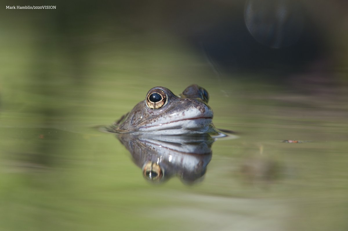 Hoppy #WorldFrogDay! 🐸 What's not to love about this awesome amphibian? wildlifetrusts.org/wildlife-explo…