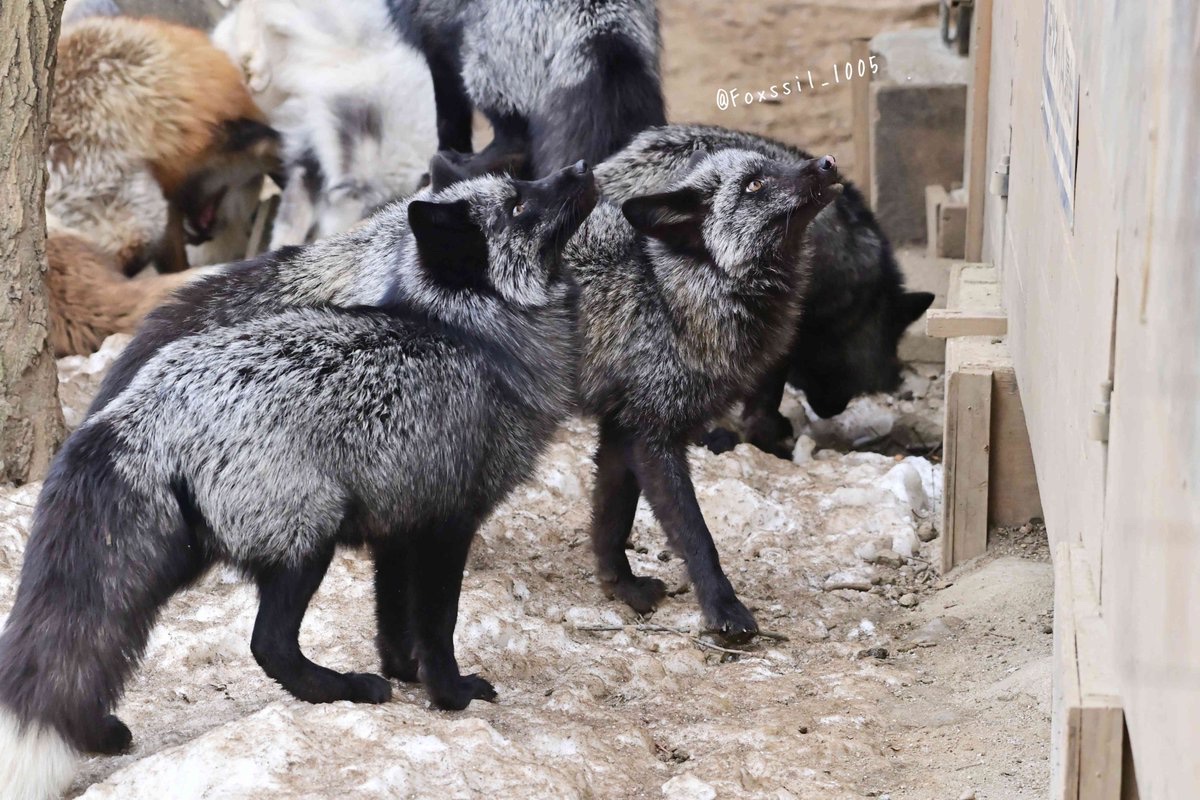 A：殿堂入りおきつね】 ごはんごはんごはん… 📸：2024/02/03 #蔵王