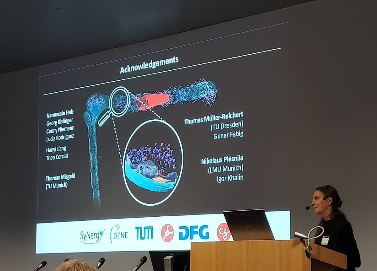 Great talk by @MaSchifferer on going from ATUM #arraytomography across scales to #TEMtomography #CLEM2024 hosted by @VIBImagingCore and sponsored by @zeiss_micro