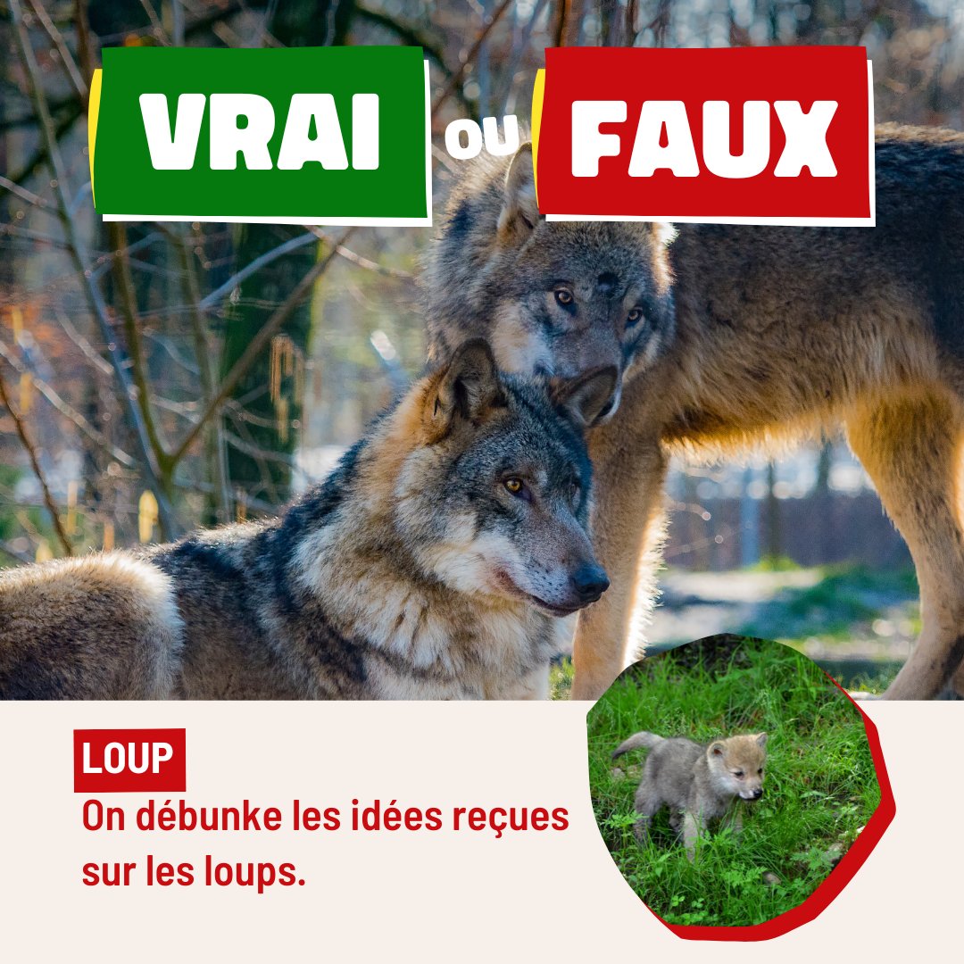 [#Thread] 🧶 Arrêtons de crier au #loup pour des idées reçues ! La Commission 🇪🇺 propose de modifier le statut de l’espèce, de « strictement protégée » à « protégée », ce qui fragiliserait l’espèce. On débunke. 👉 Signez notre pétition : fne.asso.fr/actualites/pro…
