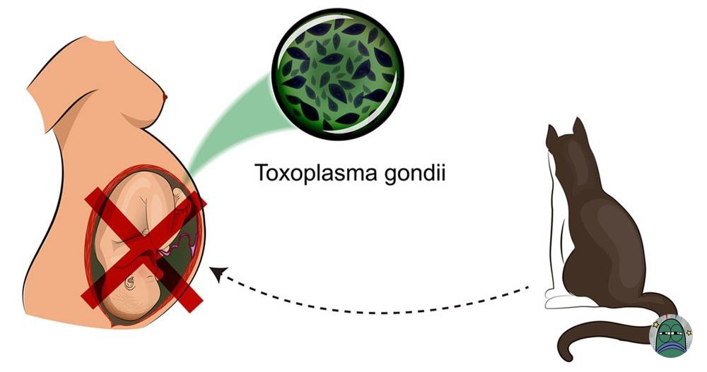 Guys buat klian yg lgi hamil mnding pikir2 lgi plihara kucing krna tkutnya nnti trjdi apa2 sma janinnya. Aplgi kucing trmsuk hewan yg bnyk diplihara di indo, aplgi smpe tidur breng. Ksian nnti trjdi apa2 sma janinnya 💚