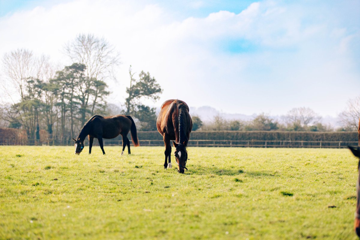 Welcoming spring at Barton Stud as our mares and foals enjoy their time in the paddock 🌸 #BartonStud #Horse #Spring