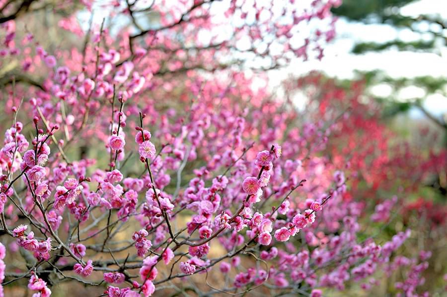 🌸🌞✨ Happy #Vernalequinox Day (#春分の日 , Shunbun no Hi)! 🌸🌞✨

🌍🌗 Embrace longer days and shorter nights, welcoming Japan's iconic cherry blossoms painting the landscape in pink and white. 🇯🇵🌸 Enjoy the arrival of Spring! 🌞