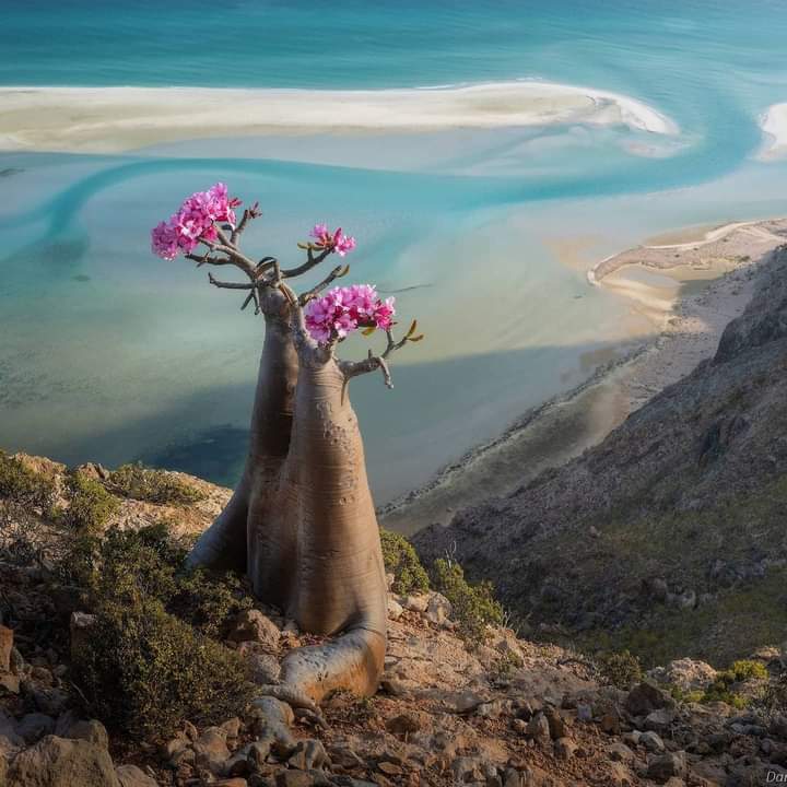 Socotra Island, Yemen... Photo by Daniel Kordan...