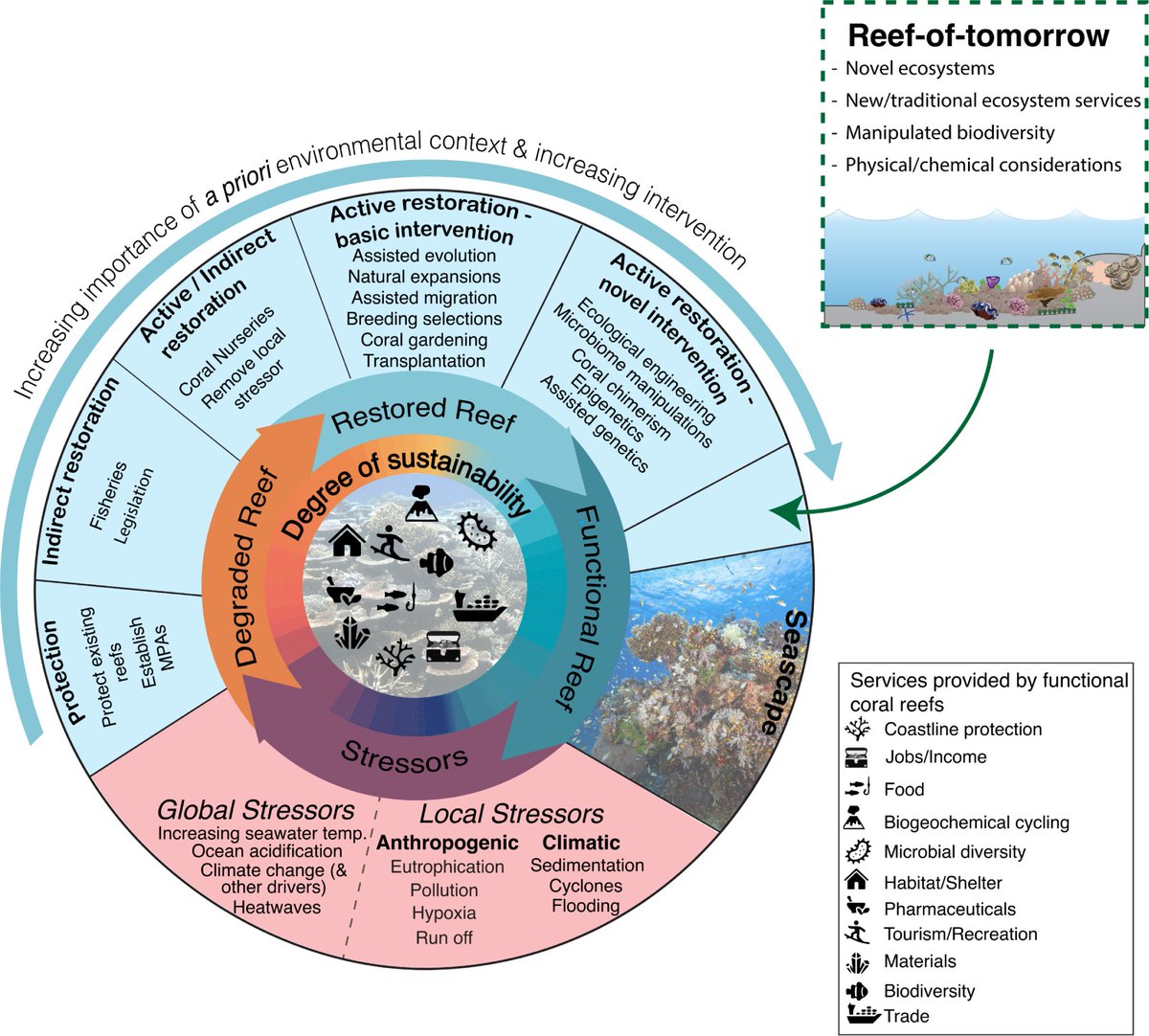 Coral reef #restoration faces many challenges. @HLBurdett &co advocate for prioritizing #environmental and #climate considerations to increase the sustainability of future #CoralReefs and open up opportunities for new restoration approaches. plos.io/3Pv8ui6
