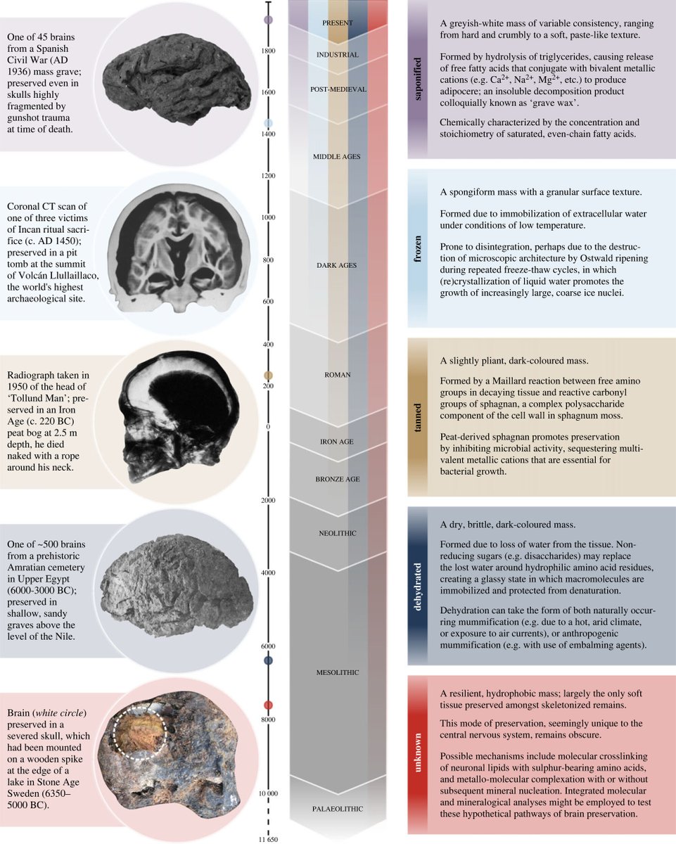 Human #brains preserve in diverse environments for at least 12 000 years #ProcB #OpenAccess ow.ly/fhBo50QXojJ #Palaeontology #Evolution <a href="/MortonHayward/">Alexandra Morton-Hayward</a> <a href="/ErinSaupe/">Saupe Lab Oxford</a>