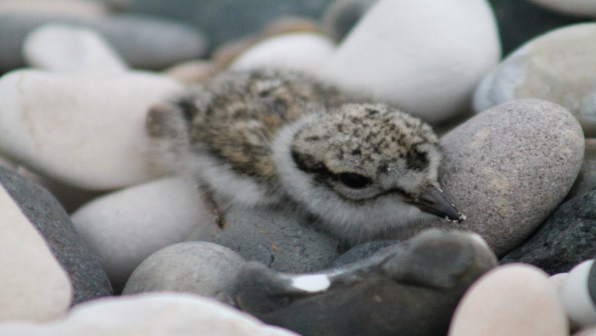 Right everyone. This is a plover chick. We do not serve mushrooms grown in peat because our excellent nature team told our excellent f&b team that the plovers need the peat more than we need peat-grown mushrooms. So we now serve other mushrooms. OK?