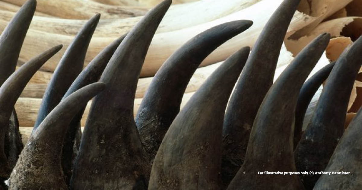 Let South Africa’s 75-tonne rhino horn stockpile burn to prevent it being diverted into illegal wildlife trade, says animal welfare NGO @emsfoundationsa loom.ly/KEQUt-U #SouthAfrica #Africa #rhinos #illegalwildlifetrade