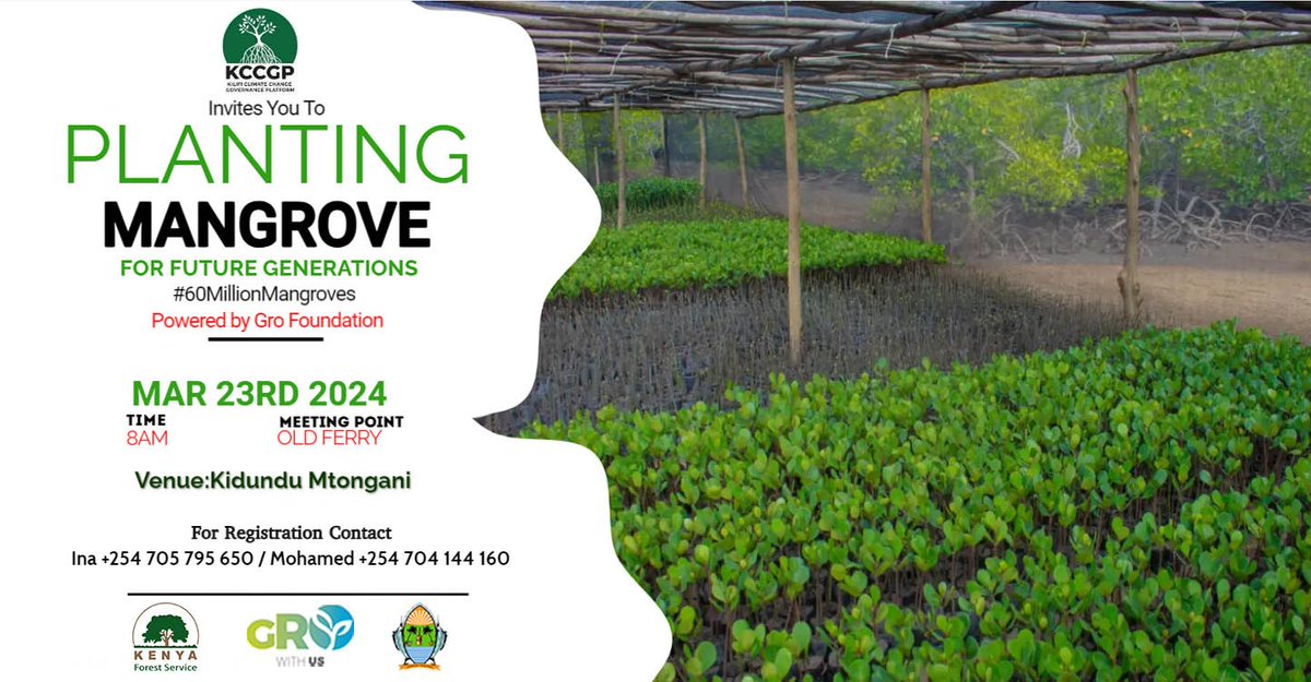 Mangrove restoration is a noble cause, and your willingness to contribute is commendable! Continuously educate yourself about mangroves, their ecology, and restoration techniques & share your knowledge with others, emphasizing the role of mangroves in climate change resilience
