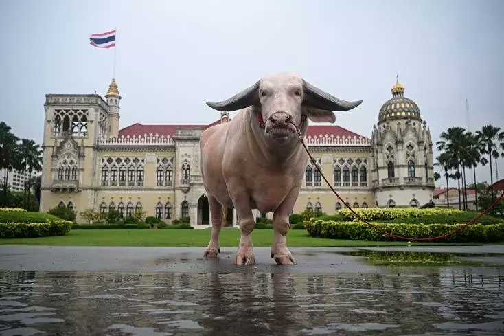 jclvallee1's tweet photo. 🇹🇭🐃La #Thaïlande s'entiche d'un #buffle géant de plus de 450.000 euros - https://t.co/yAOZntYpXY https://t.co/msqIvBHYW7