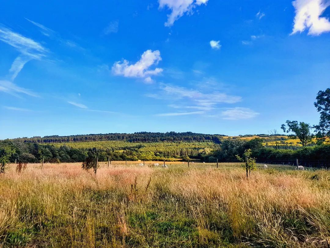 Spring is an exciting time of the year to visit @ParcSlipNR, which is home to thousands of species of wildlife across 300 acres of diverse habitats! 📷 Shelly Williams visitbridgend.co.uk/attractions/Pa… #visitbridgend #explorewales #adventure #familyadventure #daysout #wildlife