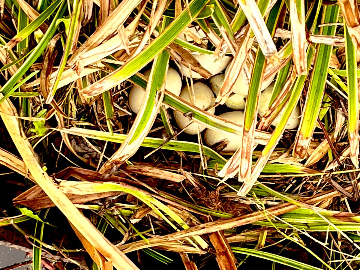 Happy Spring Equinox everyone. The signs of spring are all around here at the Mill including a clutch of duck eggs! Brighter days are ahead