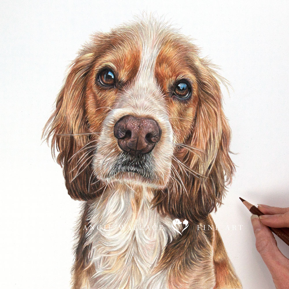 I can now share with you Charlie's portrait, I drew him a month ago, and he's just been gifted to his owner. Such an adorable face. Hope you like him #cockerspaniel #spaniel #colouredpencils #pencilportrait