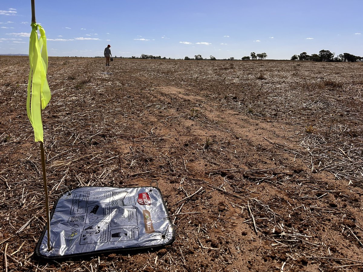 6 paddocks x 2 transects x 10 mats = 120 opportunities to learn more about slug species, populations, behaviour, breeding and season influence - particularly for some newer areas. The beginning of ~3 years research… @BCG_Birchip @theGRDC @zordsinhorsh @PohlnerTim