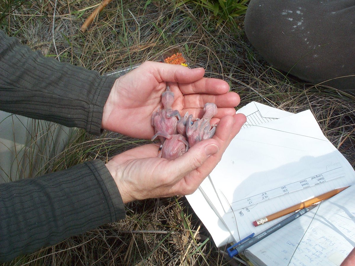 BLM_ES's tweet image. Red-cockaded woodpeckers are endangered but they're making a comeback in places like our Lathrop Bayou in Florida!

Prescribed burns, like the one we just completed in February, allow them to thrive in their natural habitat. 

Read more here 👉ow.ly/sv1R50QWC9r