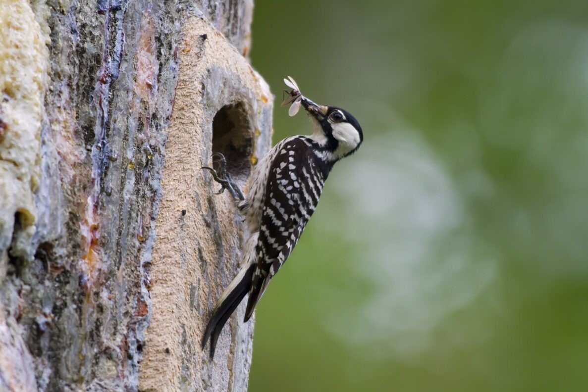 BLM_ES's tweet image. Red-cockaded woodpeckers are endangered but they're making a comeback in places like our Lathrop Bayou in Florida!

Prescribed burns, like the one we just completed in February, allow them to thrive in their natural habitat. 

Read more here 👉ow.ly/sv1R50QWC9r