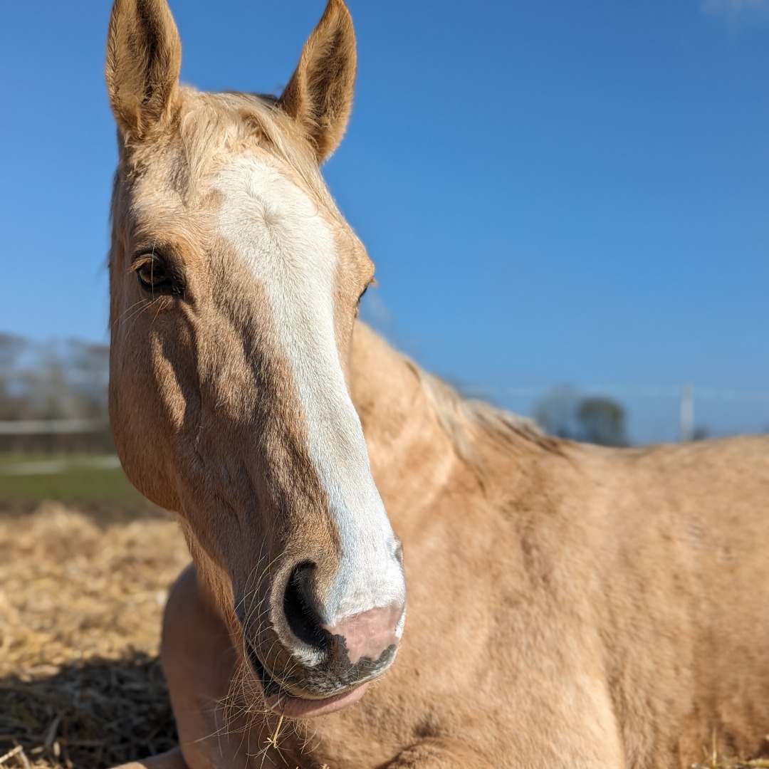 RedwingsHS's tweet image. Today is the first day of Spring 💐 and also #InternationalDayOfHappiness! 😊

These beautiful photos of Cornflower enjoying some blue skies and warmer weather recently were captured by Senior Team Leader El 📷 ❤️ Aren&apos;t they gorgeous?! #MidWeekPickMeUp
