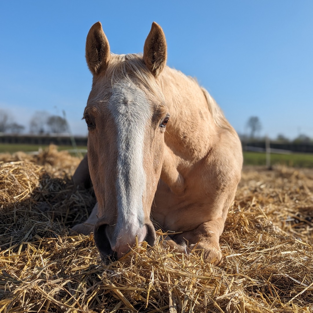 RedwingsHS's tweet image. Today is the first day of Spring 💐 and also #InternationalDayOfHappiness! 😊

These beautiful photos of Cornflower enjoying some blue skies and warmer weather recently were captured by Senior Team Leader El 📷 ❤️ Aren&apos;t they gorgeous?! #MidWeekPickMeUp