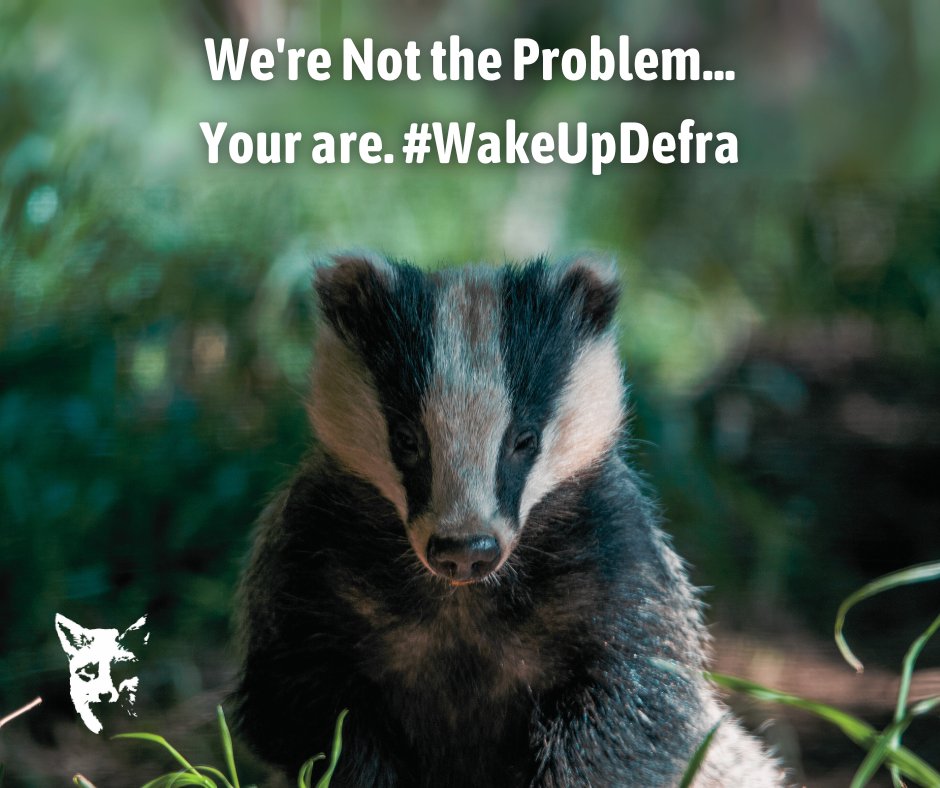 Despite the deaths of over 200,000 badgers since the cull began, rates of Bovine TB have remained unchanged. The current policy is not only ineffective but also inhumane. #WakeUpDefra and put an end to the suffering of badgers once and for all! 🌟🦡 savemetrust.co.uk/2021/07/22/bad…