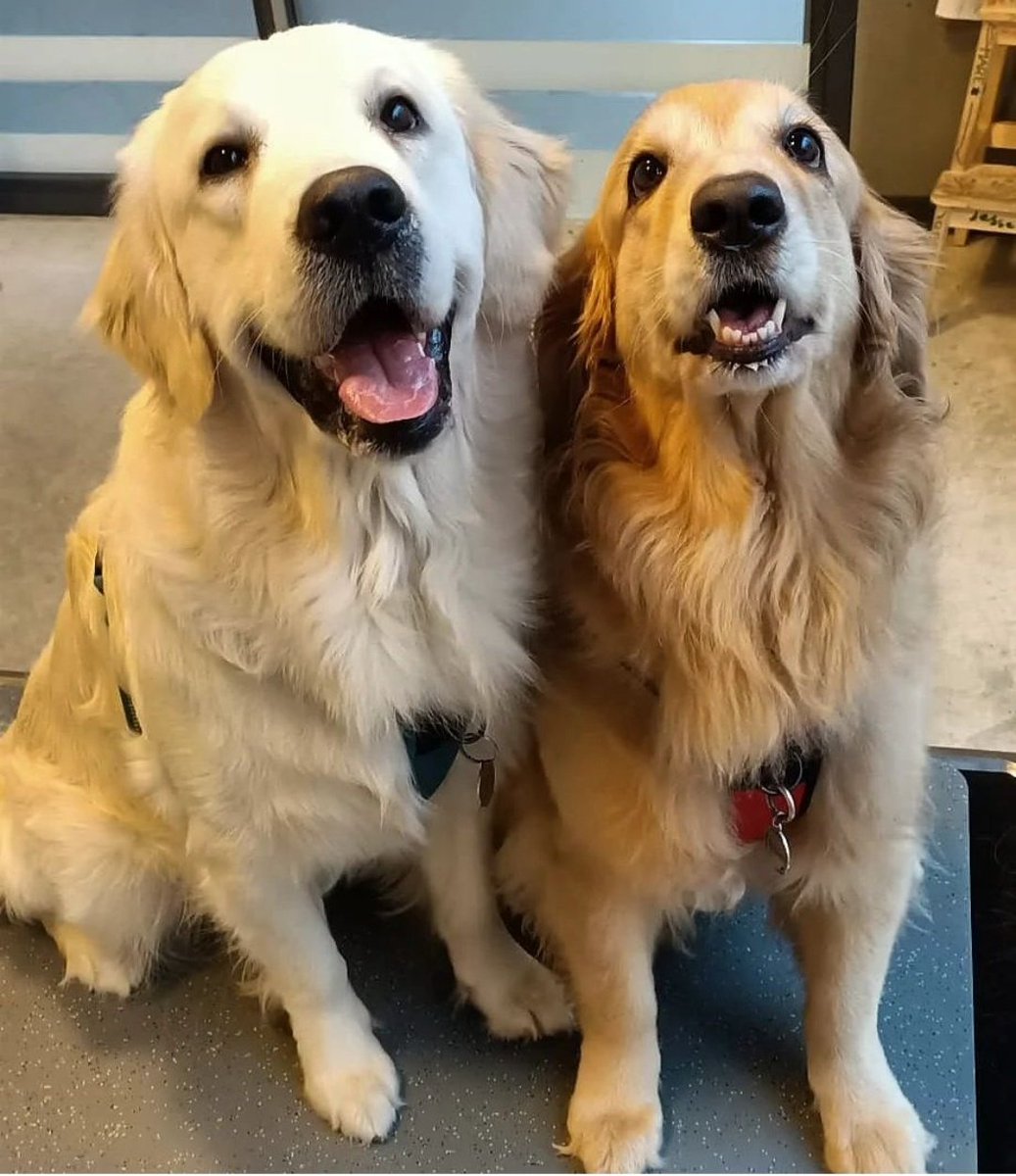 MARKdierenarts tweet media