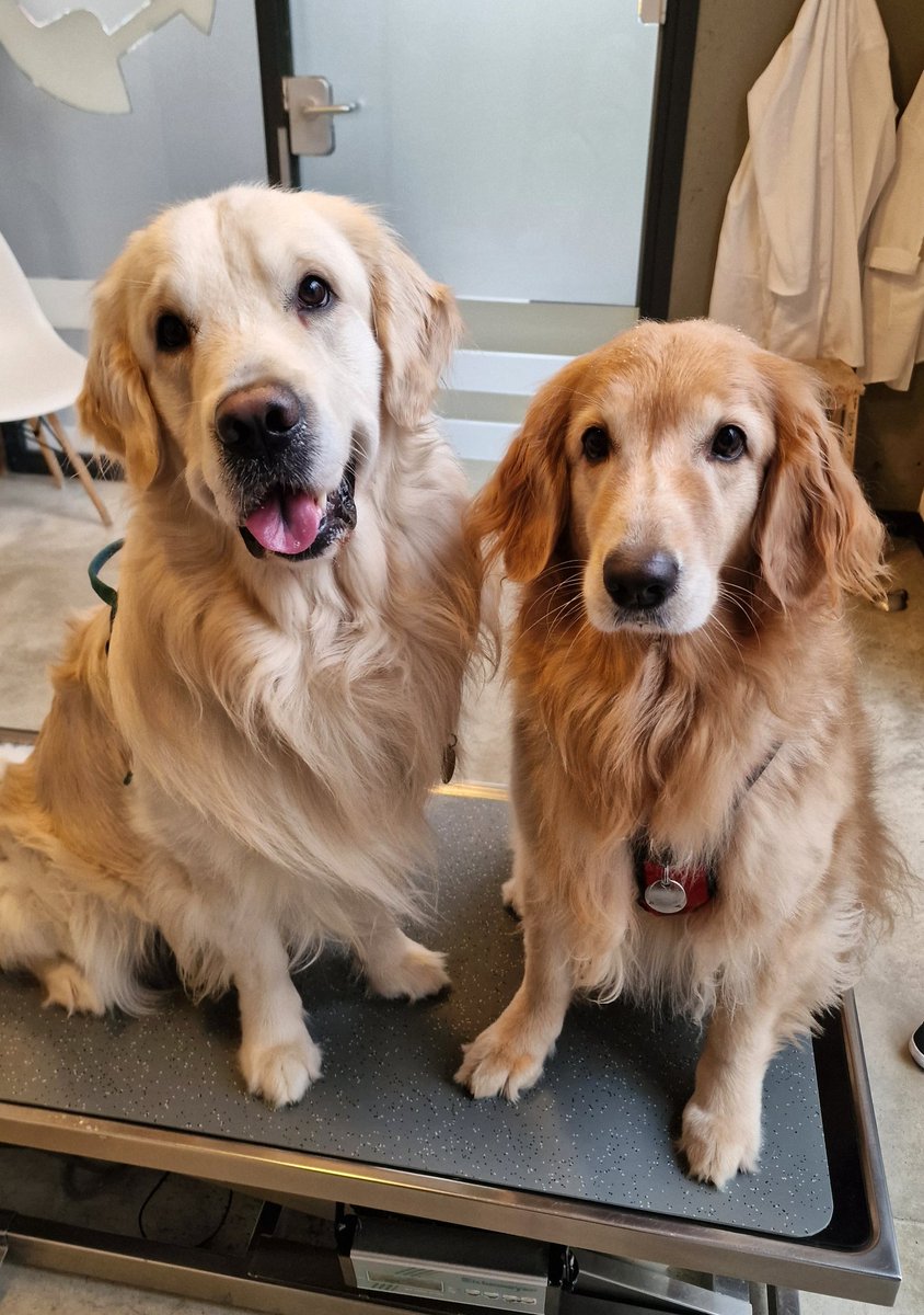 MARKdierenarts tweet media