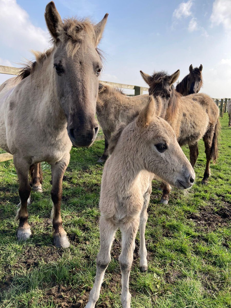 Introducing the first foal of the year😍 This beautiful little filly (female foal) is pictured here with her mother, Meg, one of our 15-year-old Konik ponies. Mum and foal are happy and healthy. 📸NT / Ajay Tegala, Joe Holt #konik #ponies #foals #newlife #spring @nationaltrust