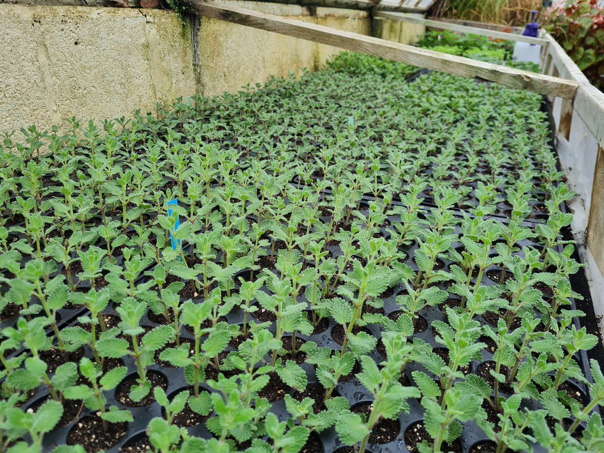 Great to see the first Nepeta cuttings in their plug trays. #peatfreecompost #homegrown #ukgrown