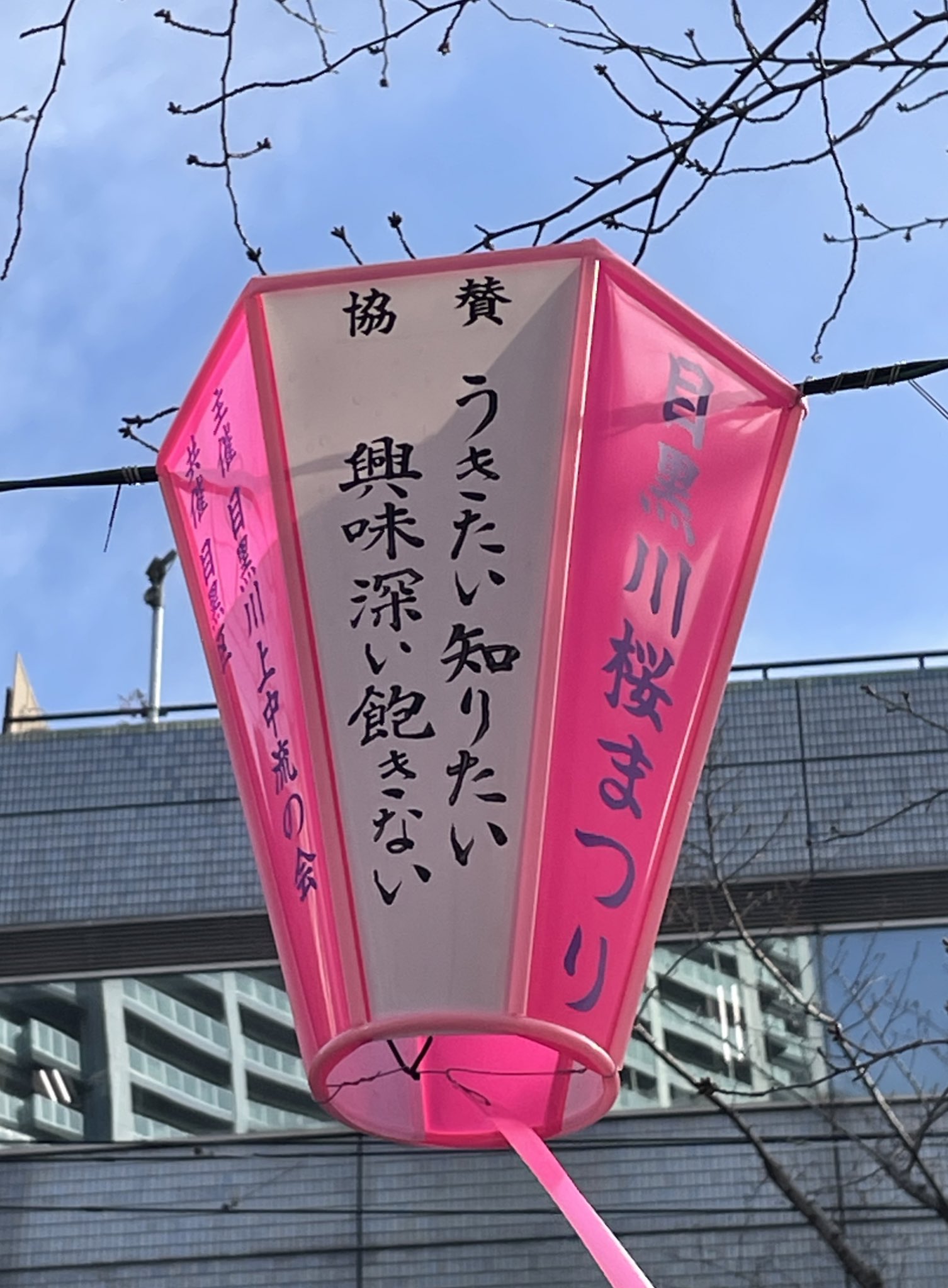 桜祭りぼんぼり提灯 20個
