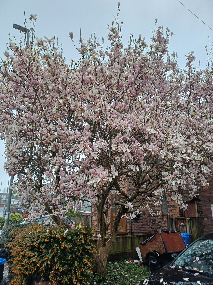 The spring equinox is making itself known in our village 😍🌺🌸🌳🪻🌷🌼😍 #SpringEquinox #SpringIsHere #spring #Cheshire #villagelife