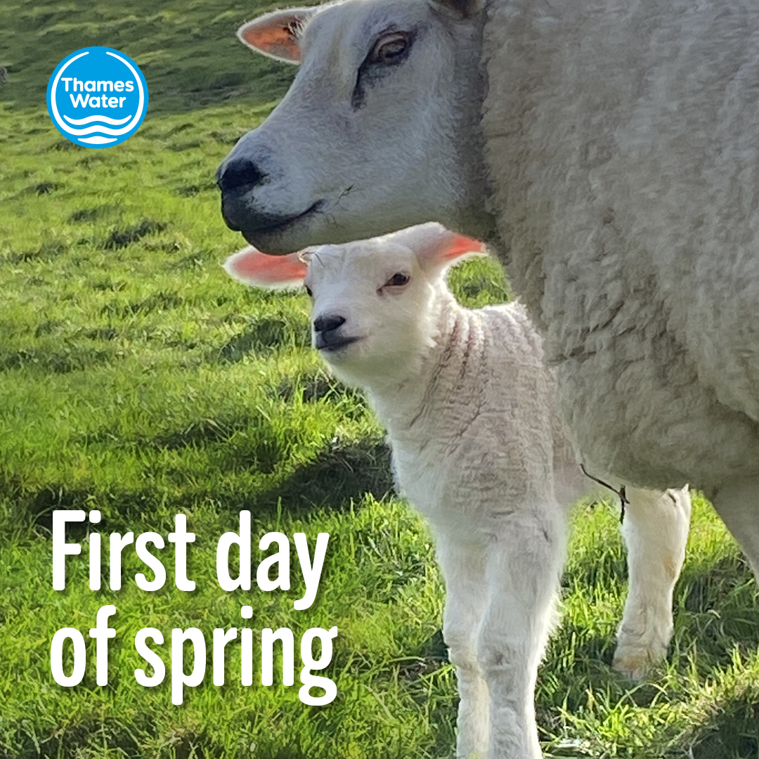 It’s officially spring – and for us, that means lambing season 🐑 Did you know that sheep graze on our reservoirs to keep the grass trim and tidy? This helps us spot any structural problems quickly and gives the sheep a safe place to free roam 🤍 Happy #FirstDayOfSpring!