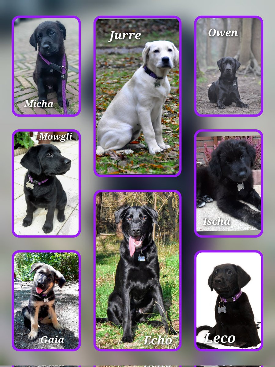 Onze <a href="/KNGFGeleidehond/">KNGF Geleidehonden</a> honden die we hebben opgevoed en Echo die we nog in huis hebben.  #puppypleegezin #leukstevrijwillegerswerk #genieten #labradorretriever #goldenretriever #Duitseherder