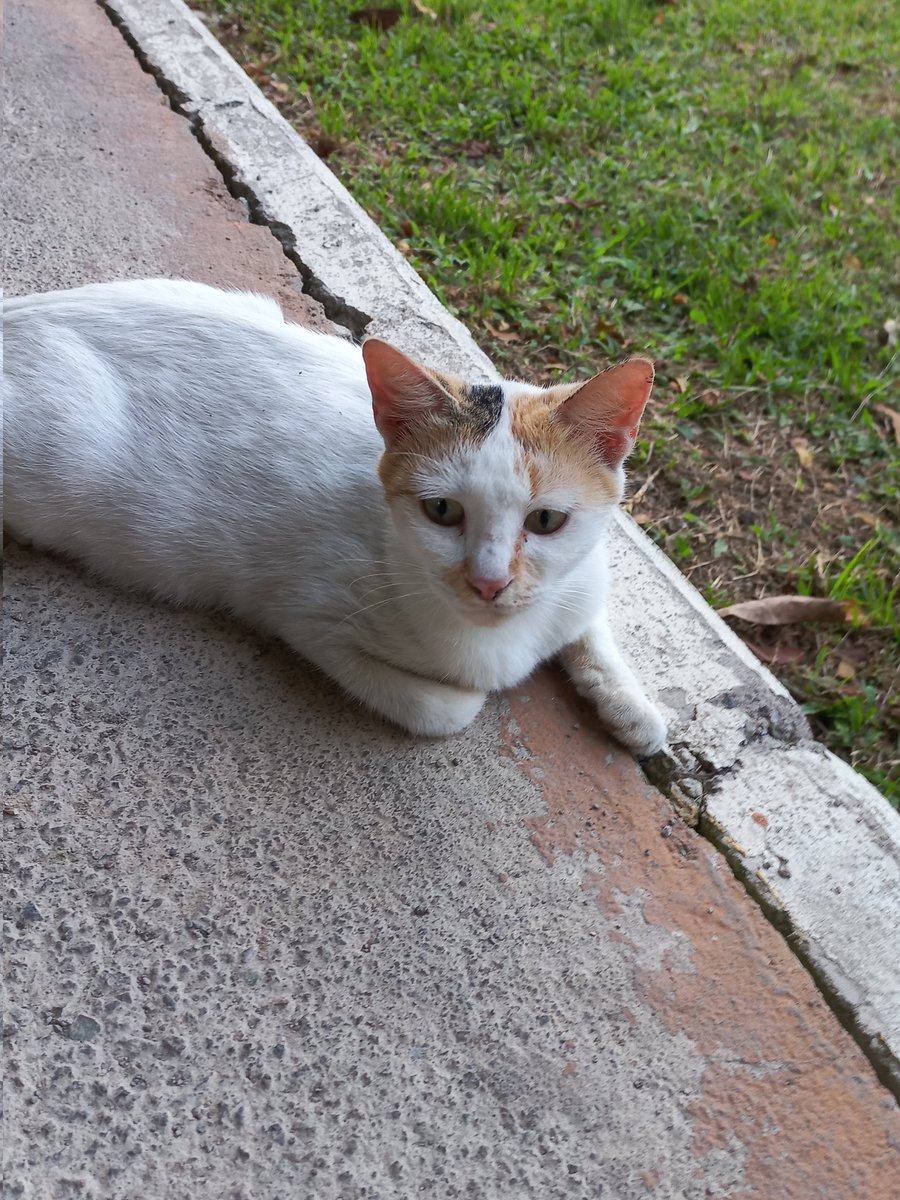 Ketemu lg sm nugget, sekarang dia udh jadi mama