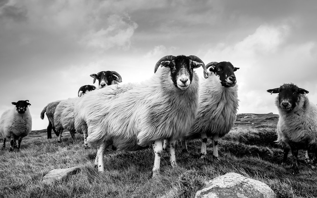 #woolwednesday 🐑 This windswept wool photo by Lewis Mackenzie would make a great album cover! #harristweed #outerhebrides #sheep #wool #blackandwhitephotography