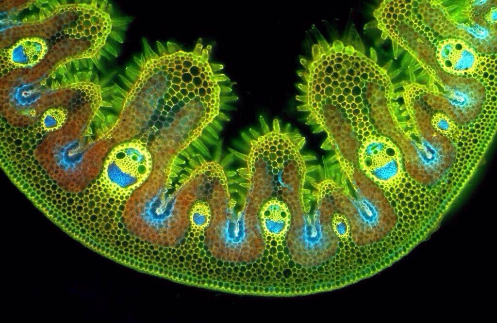 Grass under the microscope