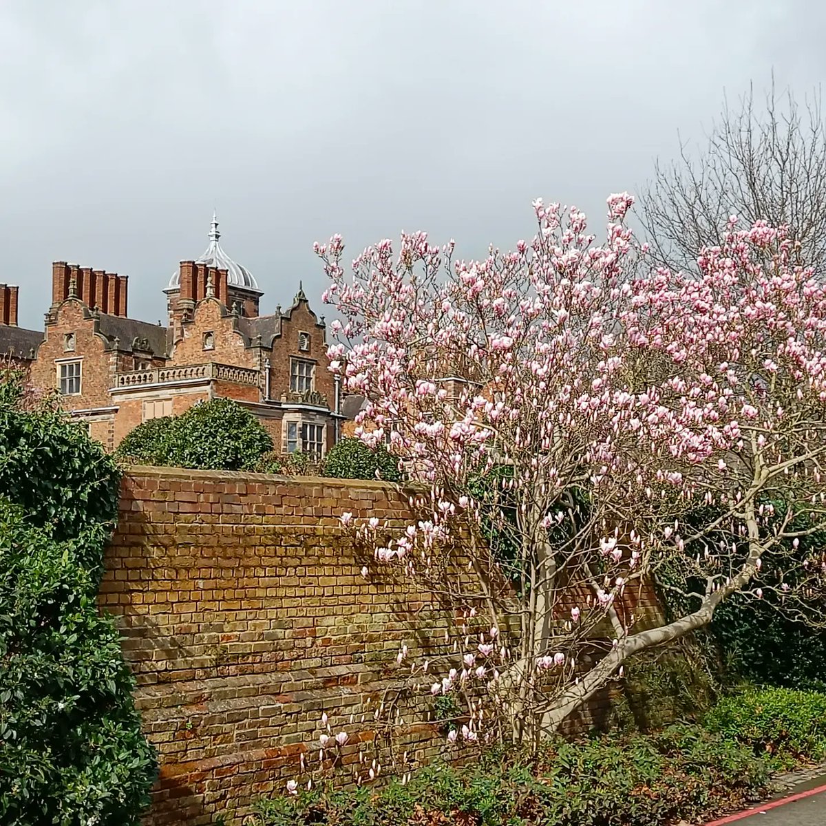 Happy Spring Equinox!

Our magnolia tree by Lady Holte's garden is now in full bloom and looking lovely. Spring is definitely here!