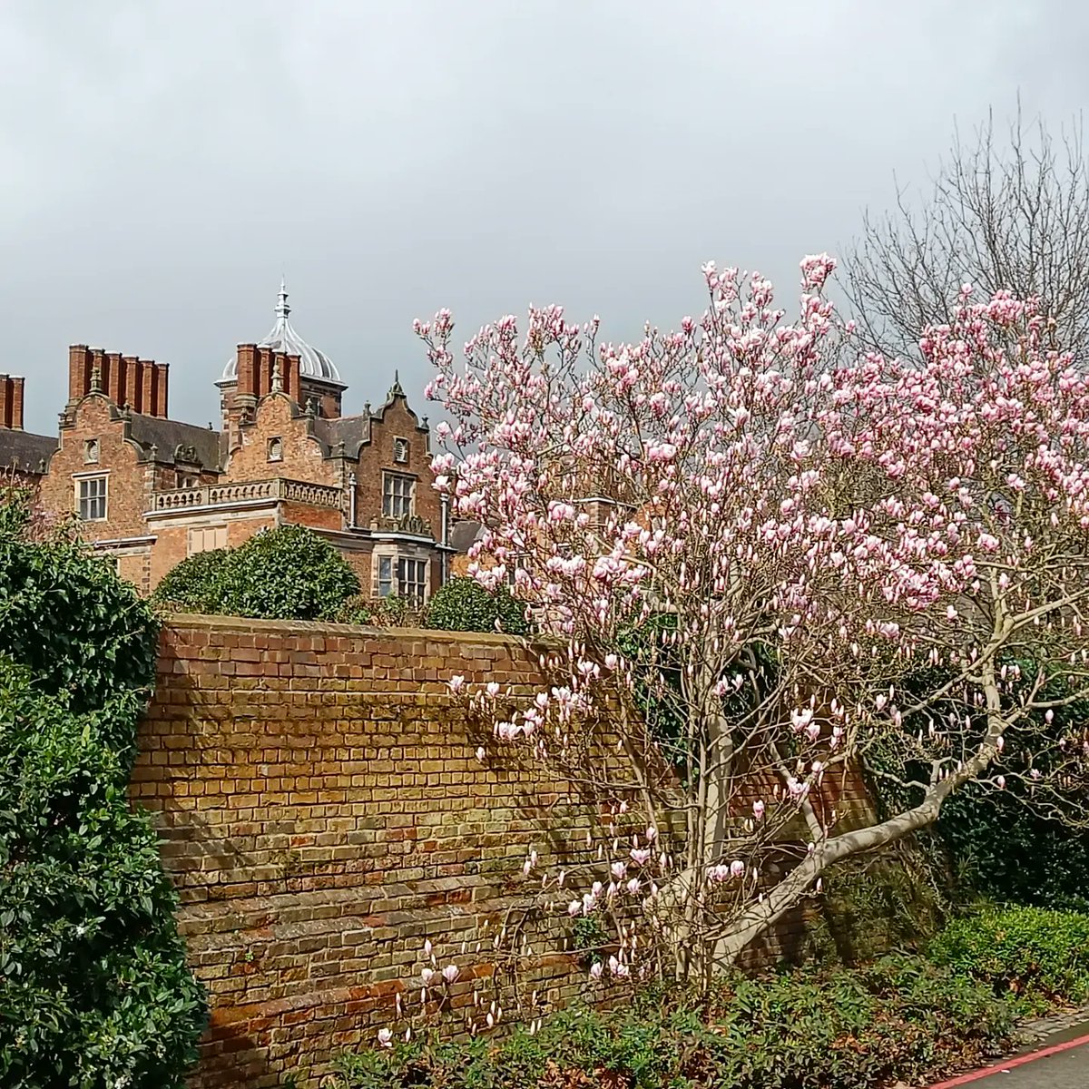 Happy Spring Equinox! Our magnolia tree by Lady Holte's garden is now in full bloom and looking lovely. Spring is definitely here!