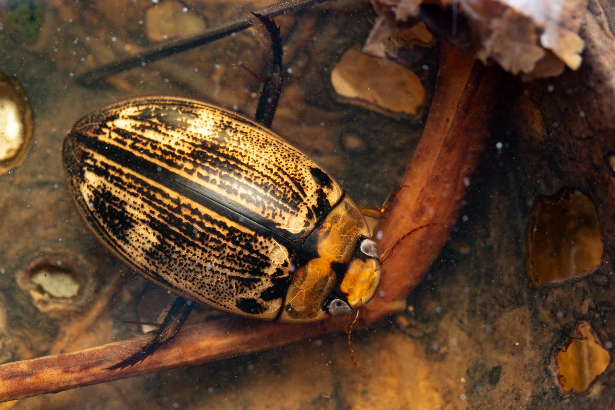 ヤンバルオオイチモンジシマゲンゴロウ Hydaticus yambaruensis Karube