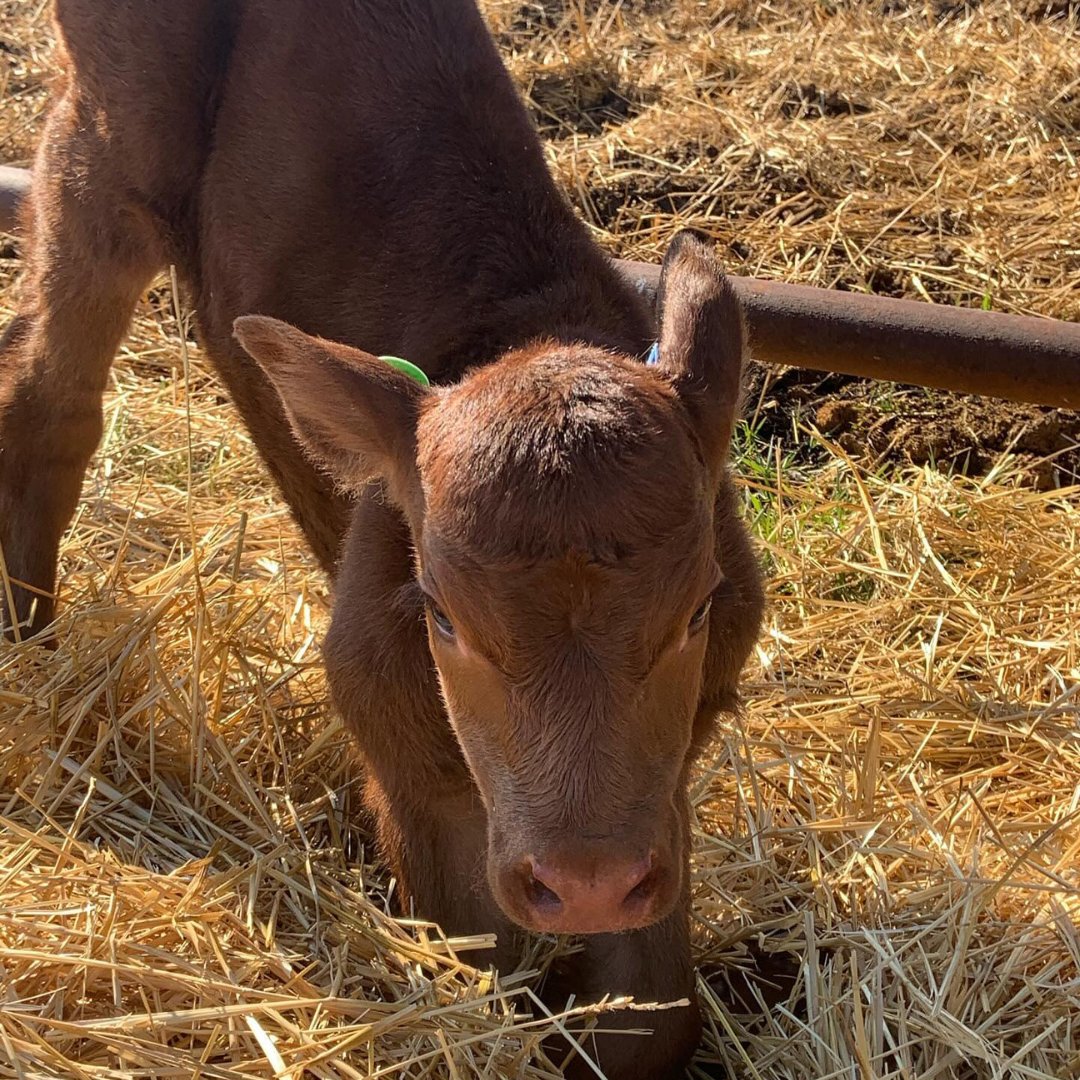 Morning stretches to celebrate the first day of spring! ☀️  

How is your calving season going so far? 

#NewCalf #Cattle #Ranching #FarmPhotos #FarmLife #Ag #CalfPhotos #CuteAnimals