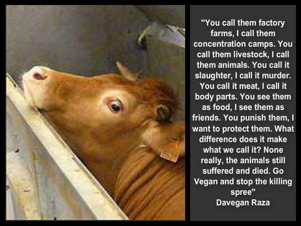 LadyVeganFuture's tweet photo. https://t.co/lsSOSidlRd