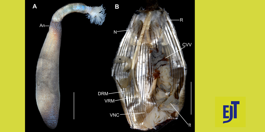 [#wormwednesday] New records and five new species of sipunculans (Sipuncula) from the central and northwestern Mexican Pacific ⤵ 

✒️ Julio D. Gómez-Vásquez
🔗 DOI: doi.org/10.5852/ejt.20… #newspecies #sipuncula #bathyal #Phascolosoma #marinespecies