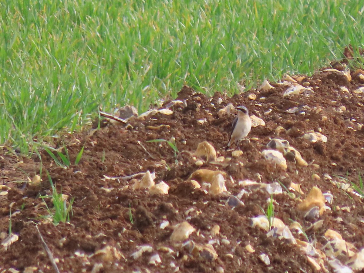 Distant male Wheatear on Canons Farm this morning