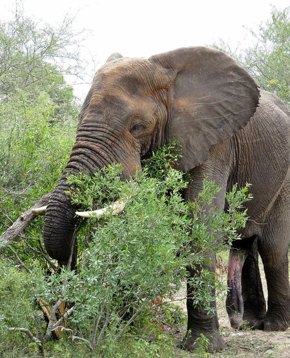 == Join the herd and wander into the wild with our majestic friends. #GentleGiants, #ElephantWhispers, #KrugerTales, #WildWisdom, #Nature’sGreats, #ConservationChronicles, #EcoExplore, #EarthStories, #SafariSnapshots