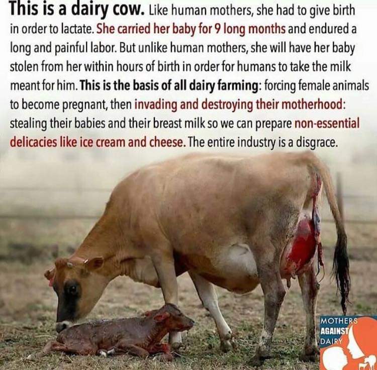 LadyVeganFuture's tweet photo. https://t.co/Ay49B25Vid