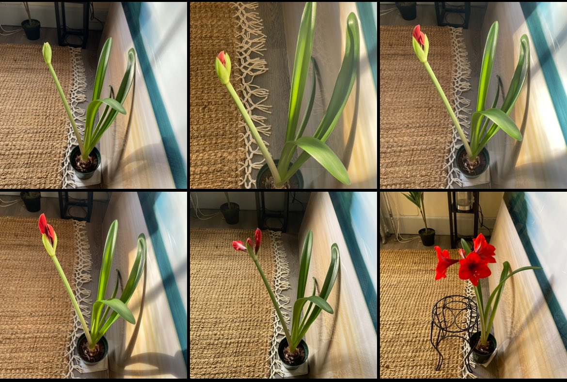 Doing some plant cell culture in the office…. 👀 every morning for the past week, my office amaryllis has done something new and exciting. Biology is beautiful 😍