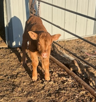 His name is Houdini because of a disappearing act he pulled yesterday that was significant enough to cause the hired man to believe he would be fired by the Double Trouble Cattle Co.