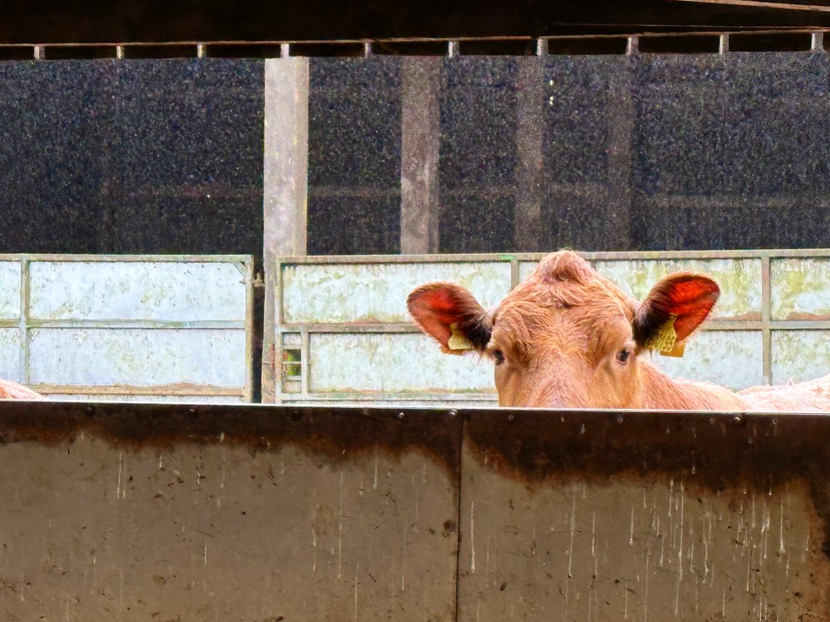 Rain, rain, go away, our cows want to go out to frolic and play! ☔️🐄