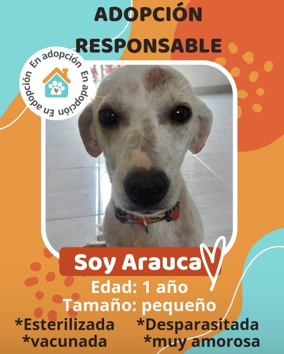 Hace unos días me encontré a esta perrita en las calles de Saravena, Arauca, estaba muy enferma. Ya está sana y lista para buscar un hogar definitivo. Gracias por compartir. Teléfono: 3114683653.